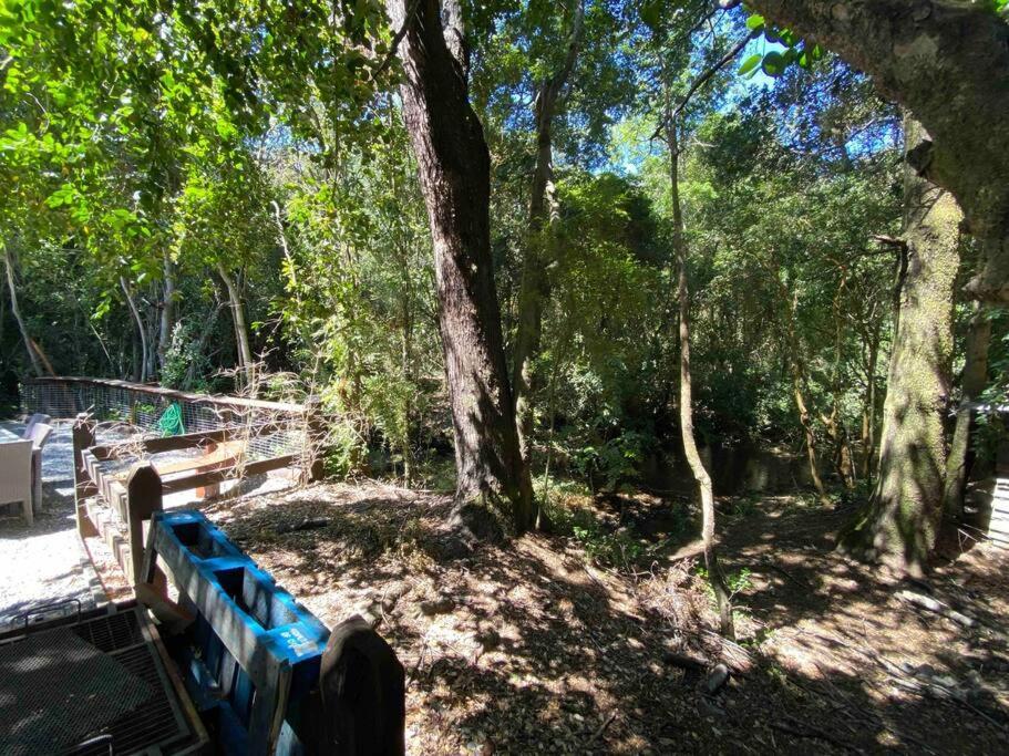 Acogedora Cabana Al Borde Del Rio Claro Villa Pucón Buitenkant foto